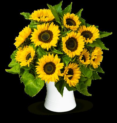15 Sonnenblumen von Blume Ideal auf blumen.de