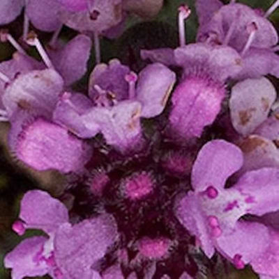 Polsterthymian Purple Beauty von Nr-01 Pflanzenversand auf blumen.de
