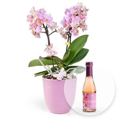 Rosa Orchidee im Keramiktopf  von Valentins auf blumen.de
