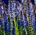 Salbei Sensation Deep Blue - Salvia nemorosa von Nr-01 Pflanzenversand auf blumen.de