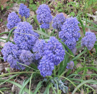 Traubenhyazinthe Blue Spike von Blumenzwiebelnversand auf blumen.de