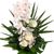 Weiße Orchidee mit 3 weißen Rosen von Blumenfee auf blumen.de