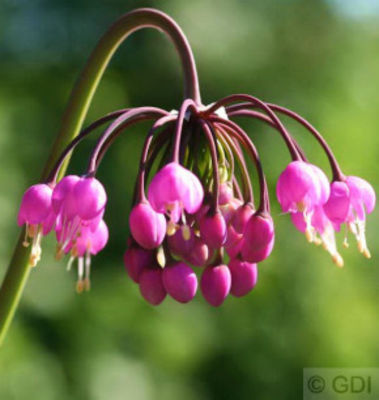 Zierlauch - Allium cernuum von Nr-01 Pflanzenversand auf blumen.de