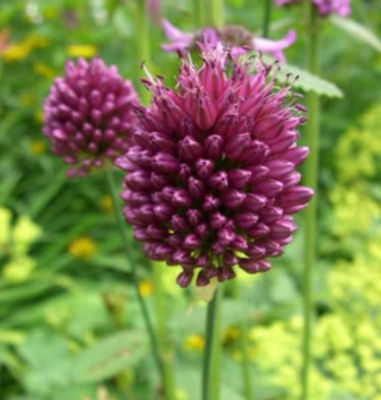 Zierlauch purpurviolett - Allium sphaerocephalon von Nr-01 Pflanzenversand auf blumen.de
