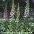 Roter Fingerhut von Nr-01 Pflanzenversand auf blumen.de